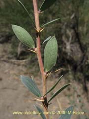 Image of Berberis microphylla (Michay/Calafate)