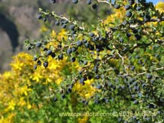 Bild von Berberis montana (Michay/Calafate)