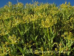 Image of Mulinum spinosum (Hierba negra/Palo negro/Hierba de la culebra)