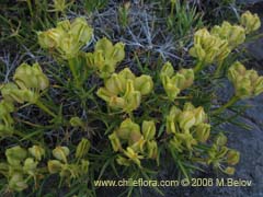 Bild von Mulinum spinosum (Hierba negra/Palo negro/Hierba de la culebra)