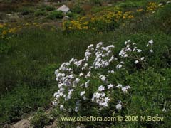 Bild von Leucheria gilliesii (Leucheria)