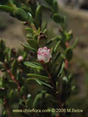 Bild von Gaultheria pumila (Chaura)