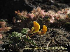 Bild von Adesmia longipes (Pasto de guanaco)