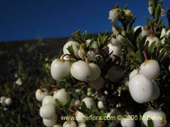 Bild von Gaultheria pumila (Chaura)