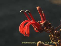 Image of Lobelia tupa (Tabaco del diablo/Tupa/Trupa)