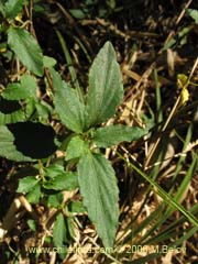 Imgen de Viola rubella (Violeta arbustiva)