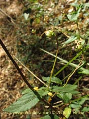 Imgen de Viola rubella (Violeta arbustiva)