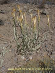 Bild von Nardophyllum lanatum (Chilca)