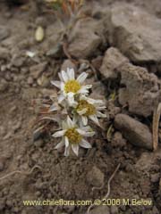 Bild von Chaetanthera lycopodioides ()