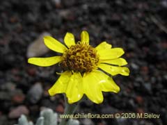 Bild von Senecio sp.  #1564 ()