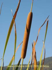 Imgen de Typha domingensis (Totora)