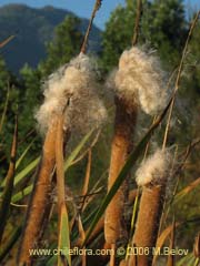 Bild von Typha domingensis (Totora)