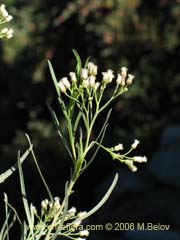 Image of Baccharis marginalis ()