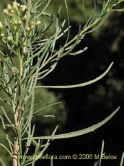 Image of Baccharis marginalis ()