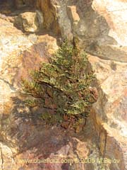 Bild von Asplenium dareoides (helecho)