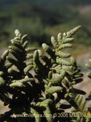 Bild von Asplenium dareoides (helecho)