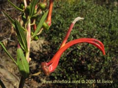 Bild von Lobelia excelsa (Tabaco del diablo/Tupa/Trupa)