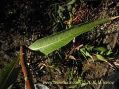 Bild von Lobelia excelsa (Tabaco del diablo/Tupa/Trupa)