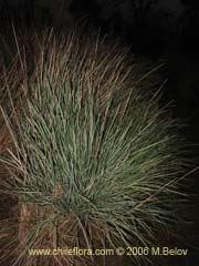 Image of Festuca acanthophylla ()