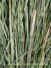 Image of Festuca acanthophylla ()