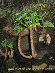 Bild von Oxalis carnosa var. carnosa ()