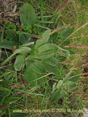 Bild von Plantago mayor (Llantn/Llantn mayor)