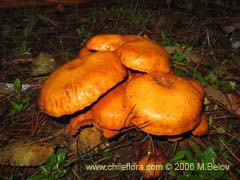 Image of Gymnopilus spectabilis (Hongo)