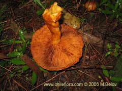 Image of Gymnopilus spectabilis (Hongo)