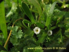 Image of Cryptantha sp. #1497 ()