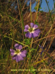 Bild von Tropaeolum azureum (Soldadillo azul/Pajarito azul)