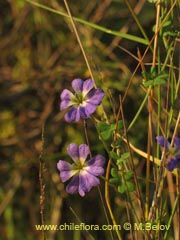 Image of Tropaeolum azureum (Soldadillo azul/Pajarito azul)