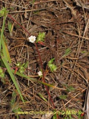 Image of Unidentified Plant #2374 ()