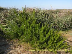 Image of Heliotropium stenophyllum (Palito negro)