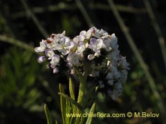 Bild von Heliotropium stenophyllum (Palito negro)