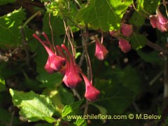 Image of Tropaeolum tricolor (Soldadito rojo/Relicario)