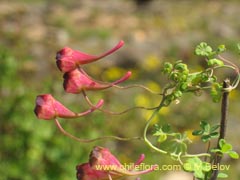 Image of Tropaeolum tricolor (Soldadito rojo/Relicario)