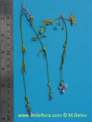 Image of Unidentified Plant #2377 ()