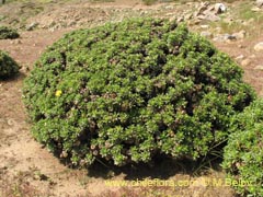 Image of Haplopappus sp.  #1597 ()