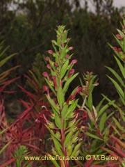 Image of Lobelia polyphylla (Tabaco del diablo/Tupa)