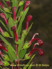 Image of Lobelia polyphylla (Tabaco del diablo/Tupa)