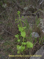 Image of Unidentified Plant #2381 ()