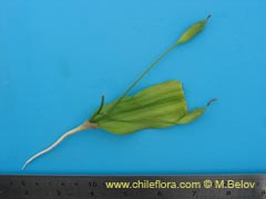 Image of Unidentified Plant #2382 ()