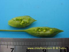 Image of Unidentified Plant #2382 ()