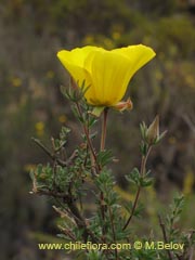 Image of Balbisia peduncularis ()