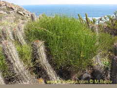 Image of Ephedra gracilis ()