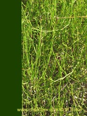 Image of Ephedra gracilis ()