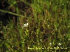 Image of Unidentified Plant #2384 ()