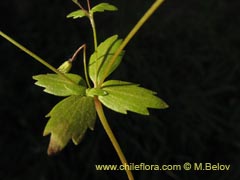 Image of Unidentified Plant #2384 ()