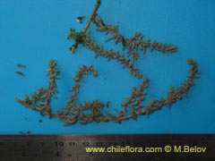 Image of Unidentified Plant #2388 ()