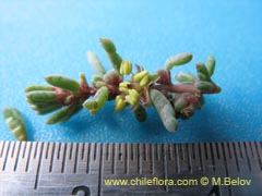 Image of Unidentified Plant #2388 ()